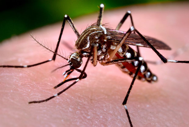 Mosquito Aedes aegypti traz perigo para as famílias  (Foto:Reprodução Internet)