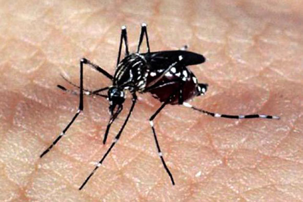 aedes-dengue-zika