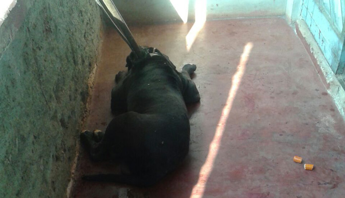Animal foi sedado e recolhido ao Canil Municipal (Foto: Polícia Militar)