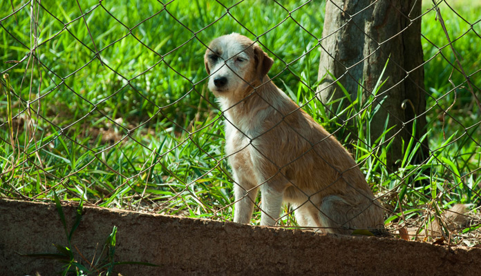 São cerca de 50 cães e gatos; todos castrados, vacinados e vermifugados (Foto: Assessoria de Imprensa da PMI)