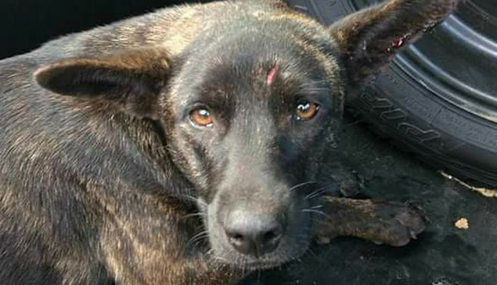 Cachorra foi recolhida pela ONG SOS Focinhos esta semana após ser atropelada; negar assistência a animal ferido é considerado crime ambiental (Foto: Reprodução Internet)