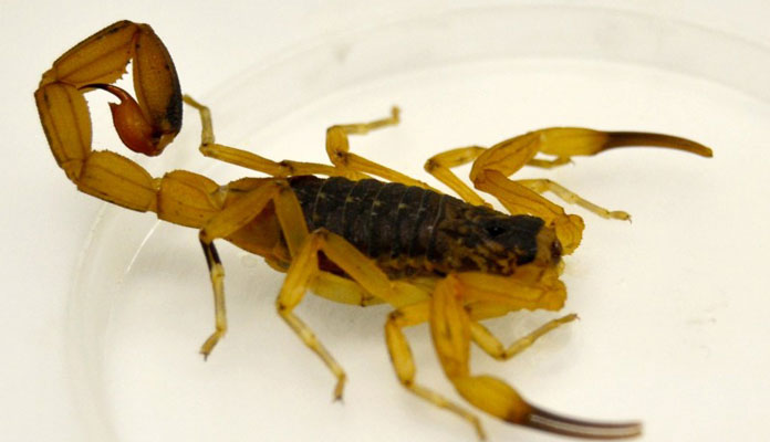 Escorpião amarelo é o mais recorrente; Coordenadoria de Saúde orienta sobre o assunto (Foto: Imagem ilustrativa)