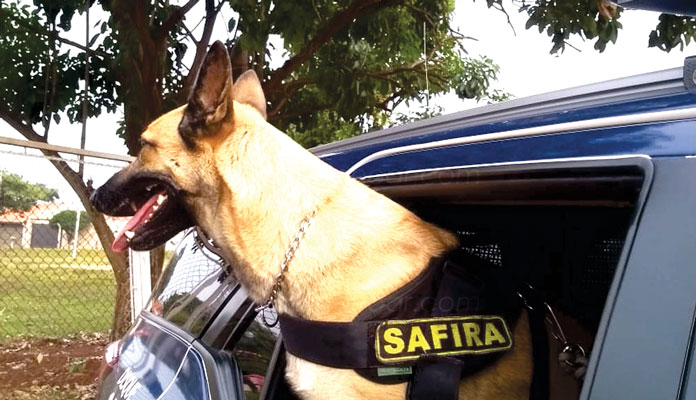 Safira, um cão treinado, participou da ação (Foto: Site Rápido no Ar)