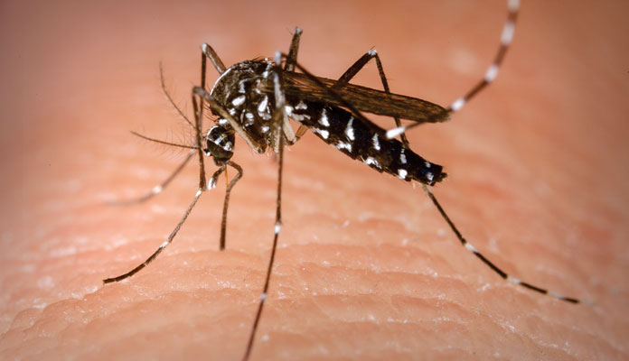 Aedes aegypti é vetor de doenças como dengue, zika, chikungunya e febre amarela (Foto: Divulgação)