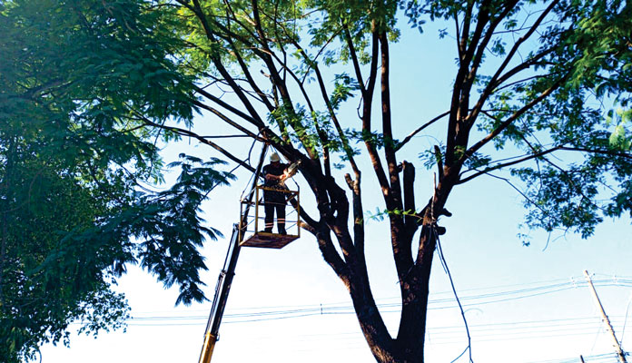 Defesa Civil detecta galhos presos a fios elétricos ou com possibilidade de queda (Foto: Divulgação)