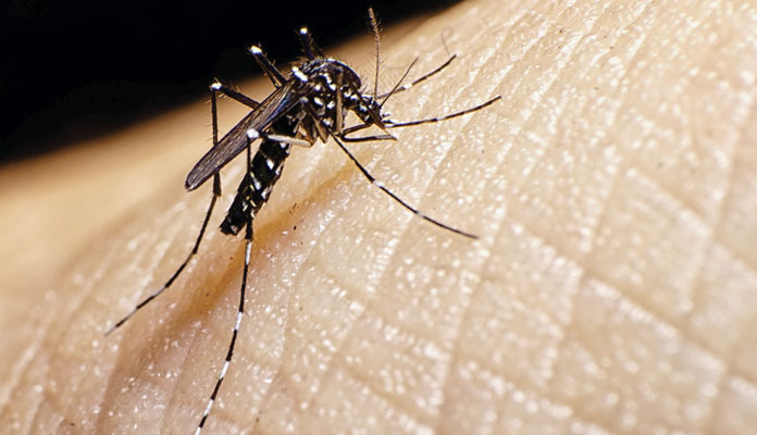 Vigilâncias em Saúde chama a atenção para que a população intensifique os cuidados contra a proliferação do mosquito Aedes aegypti (Foto: Divulgação) 