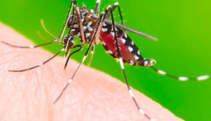 O Aedes aegypti é parecido com o pernilongo, mas tem características que ajudam a diferenciá-lo: possui cor preta e riscos brancos pelo corpo (Foto: Reprodução)
