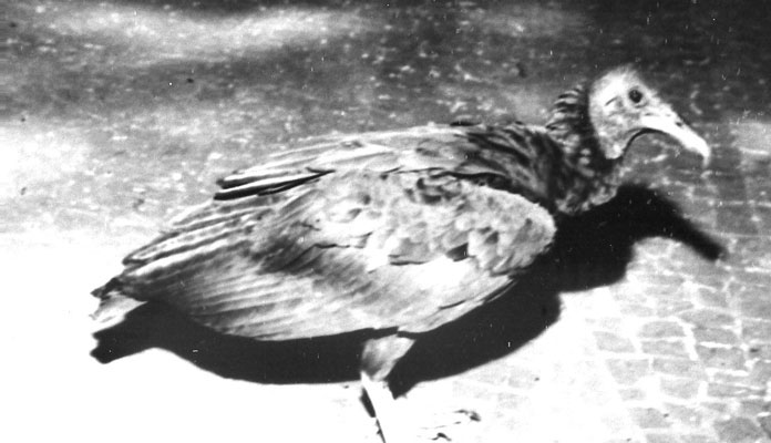 chico-corvo